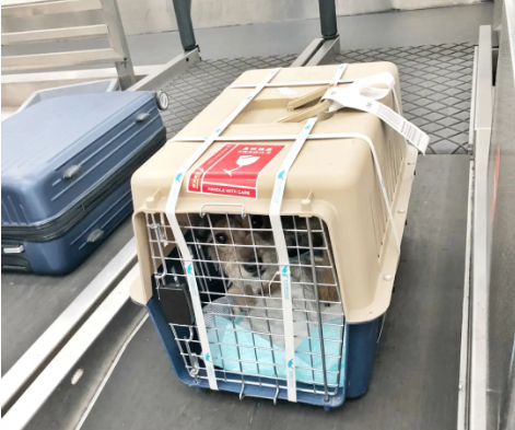长沙宠物托运 宠物托运公司 机场宠物托运 宠物空运
